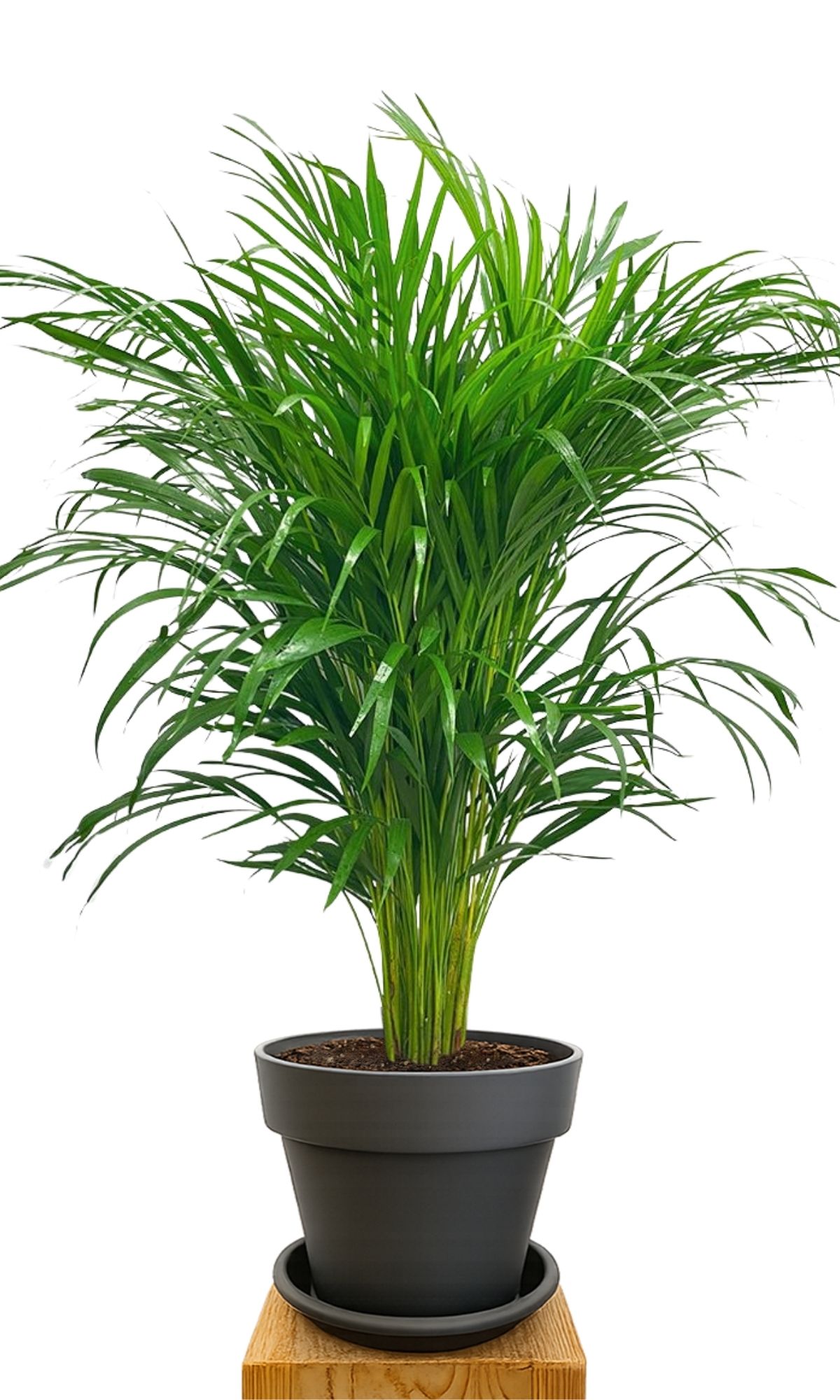 Plant kit 30 Anthracite